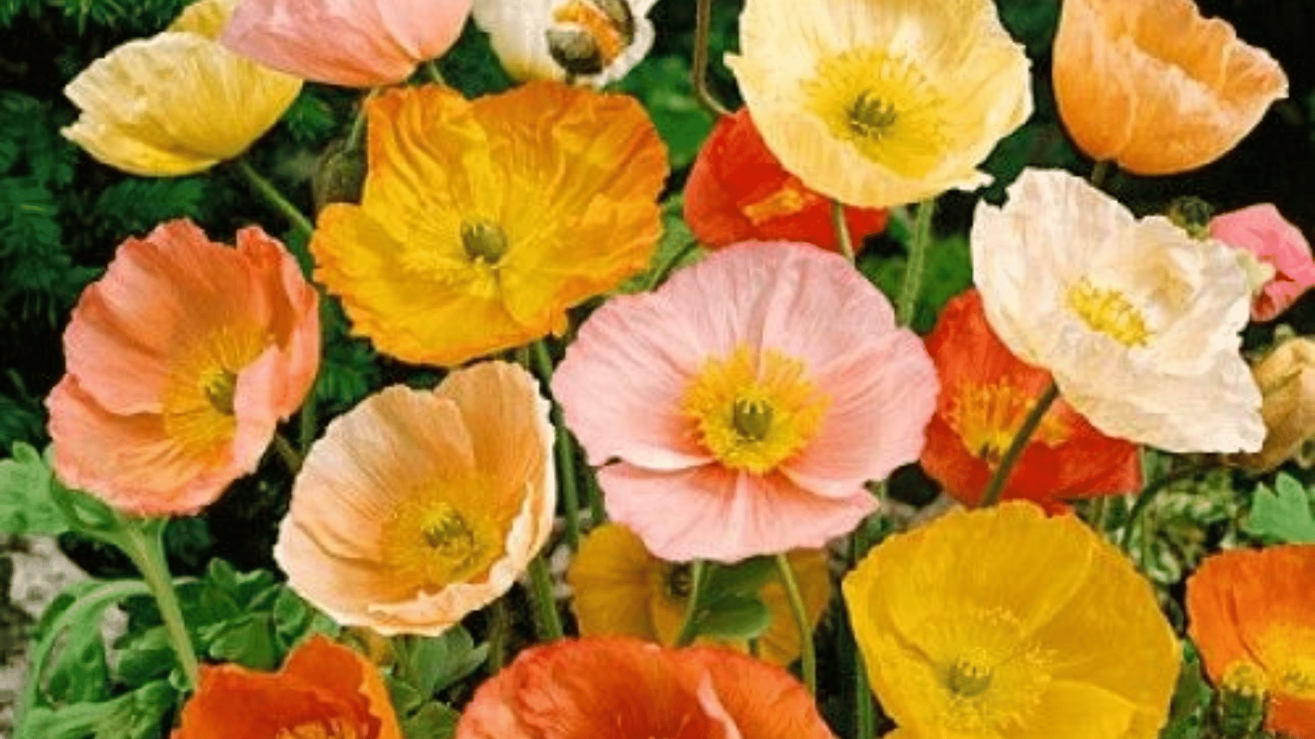 Icelandic_Poppy