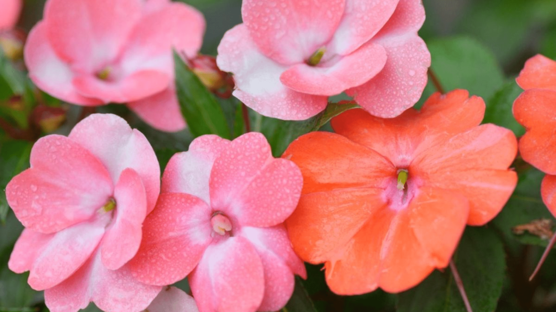 Impatiens