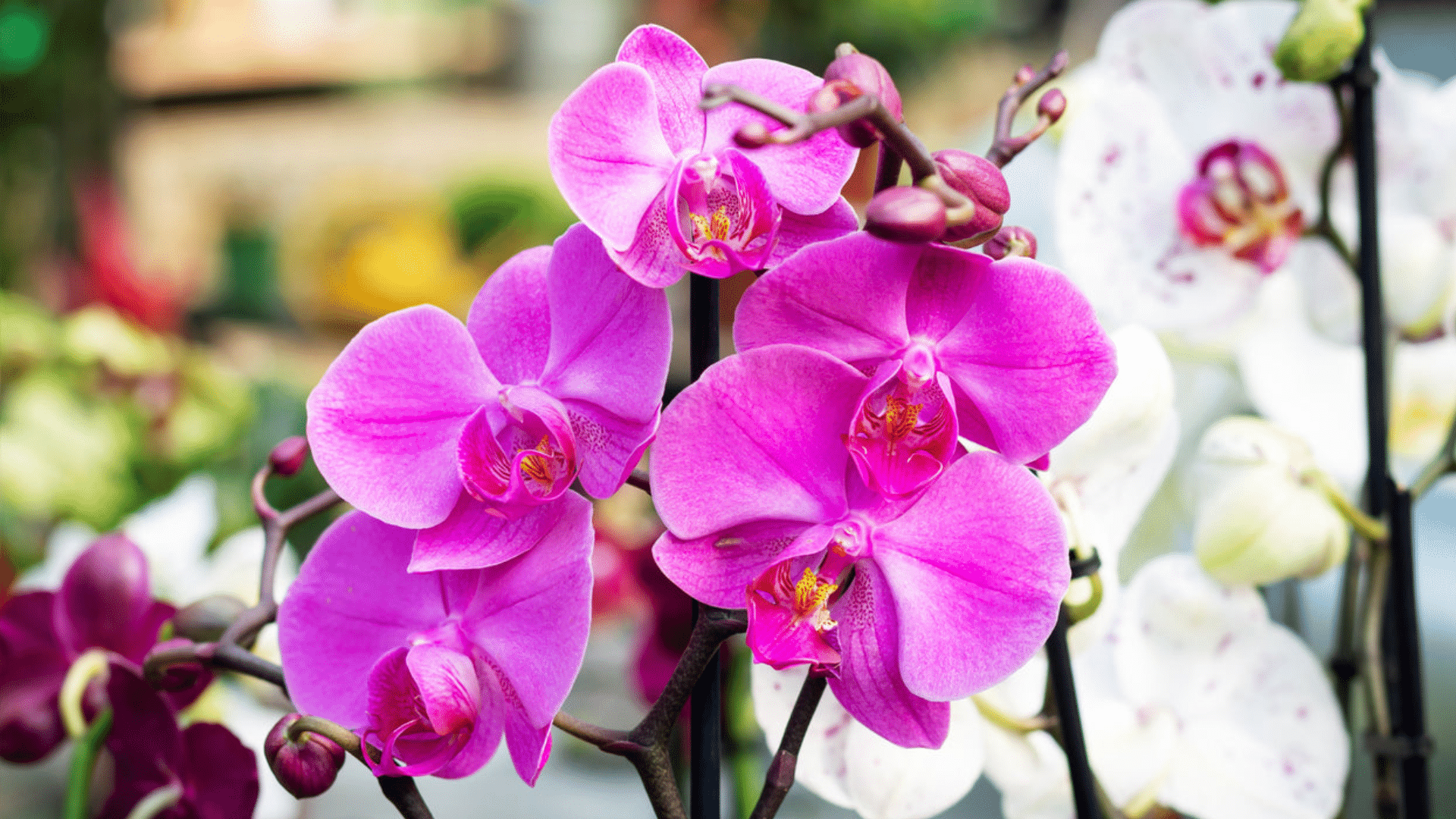 Imperial Moth Orchid