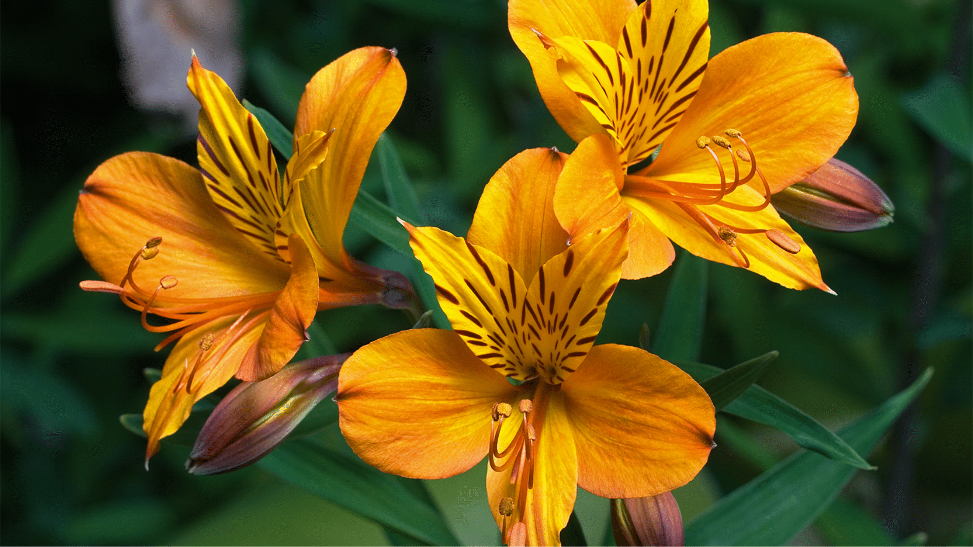 Inca Lily