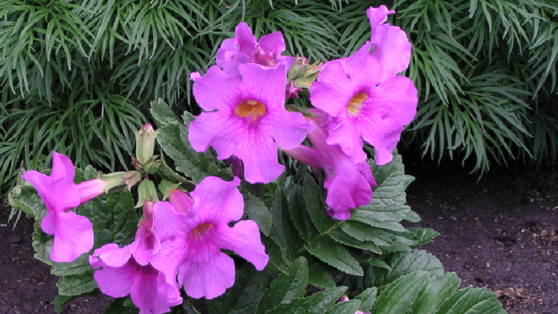 Incarvillea_Hardy_Gloxinia