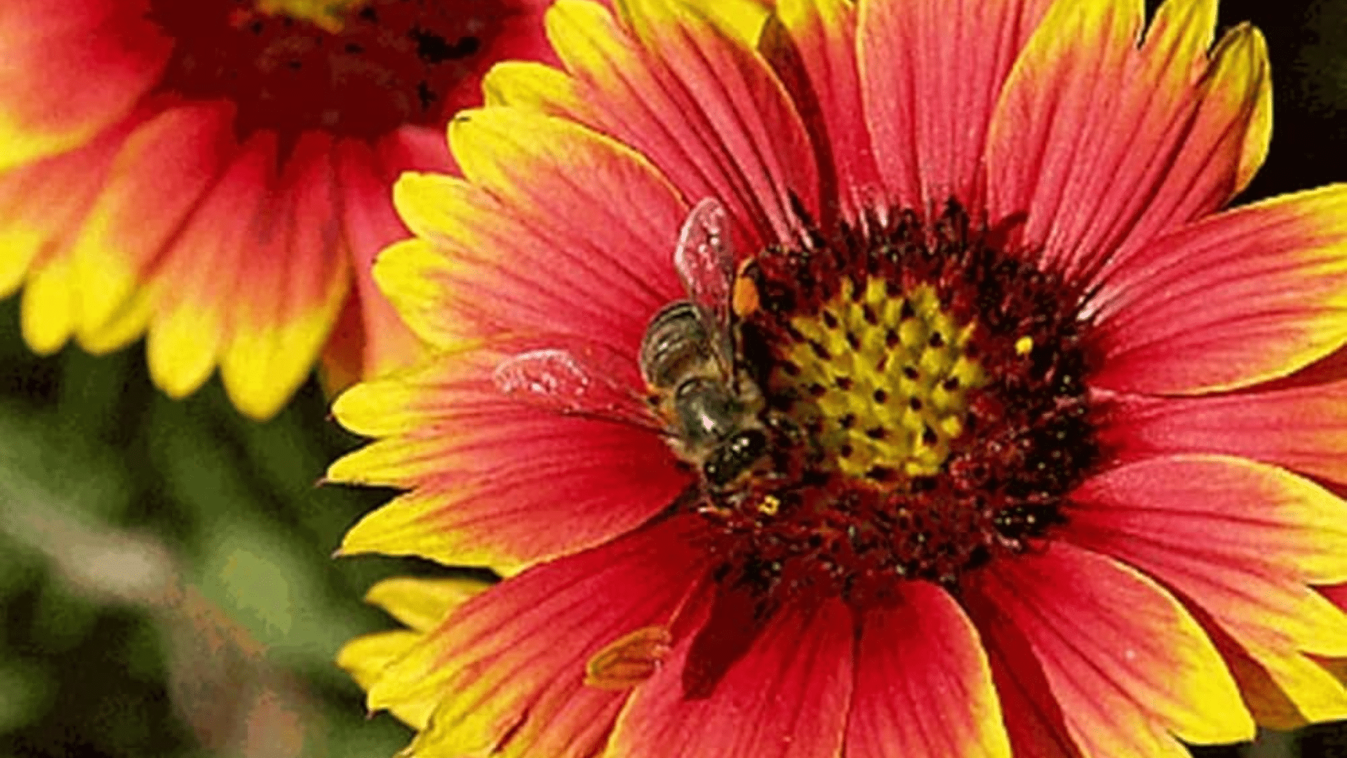 Indian_Blanket_Flower