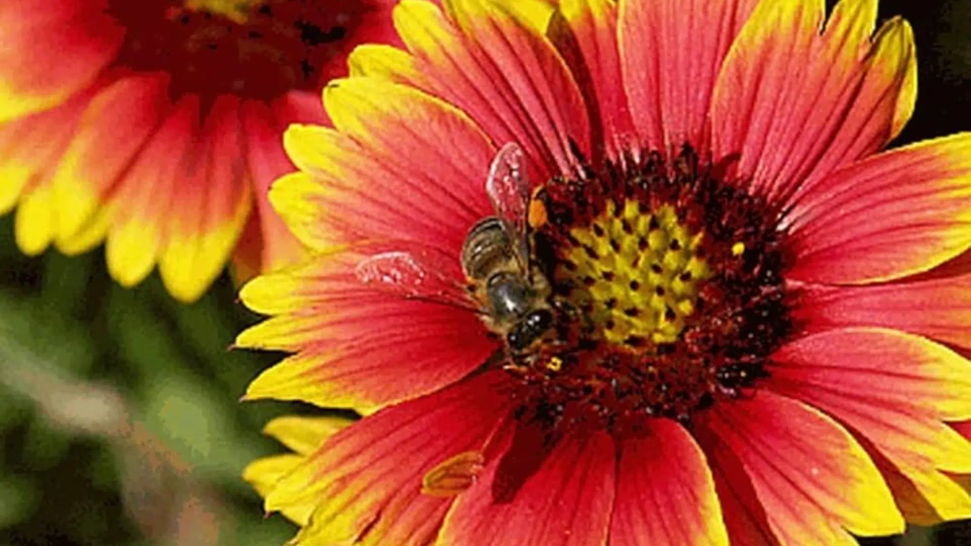 Indian_Blanket_Flower