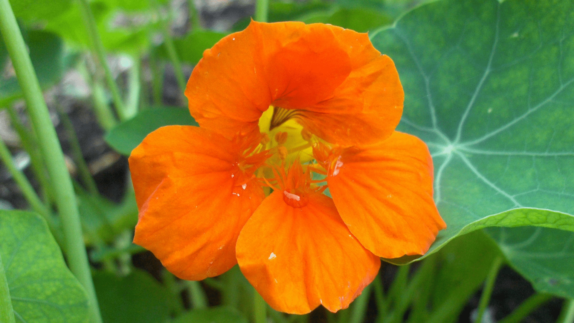 Indian_Cress