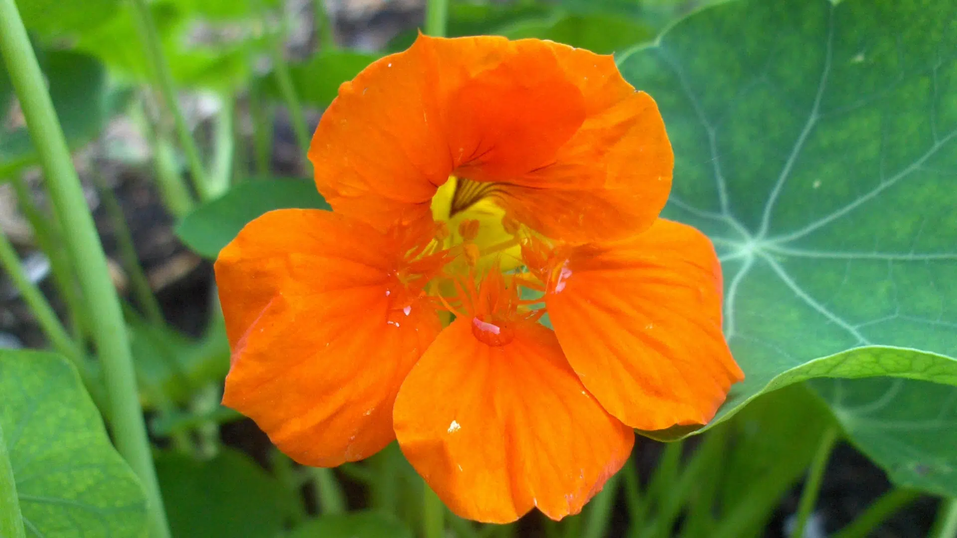 Indian_Cress