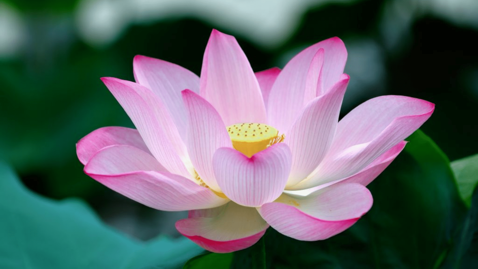 Indian_Lotus