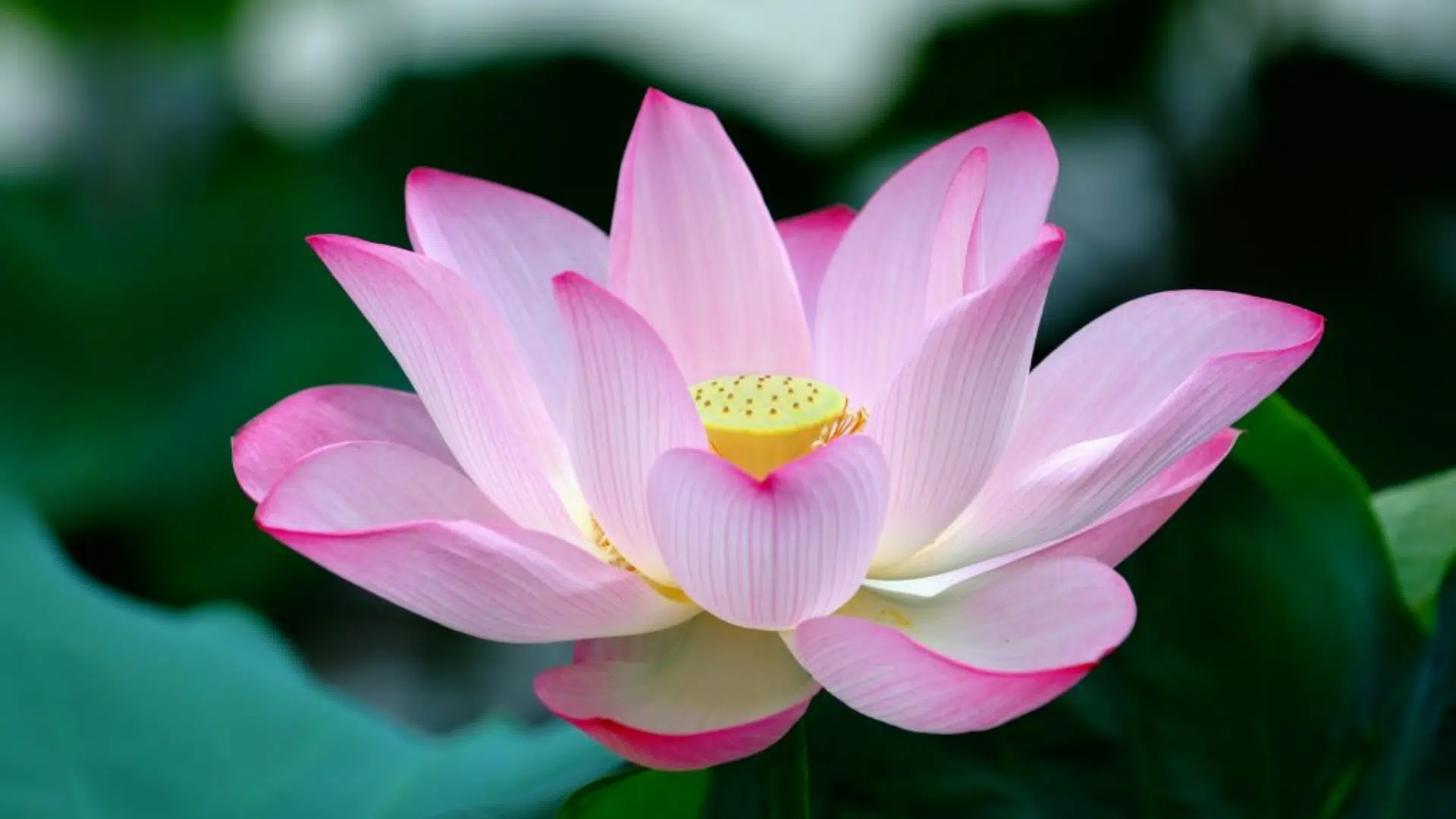 Indian_Lotus