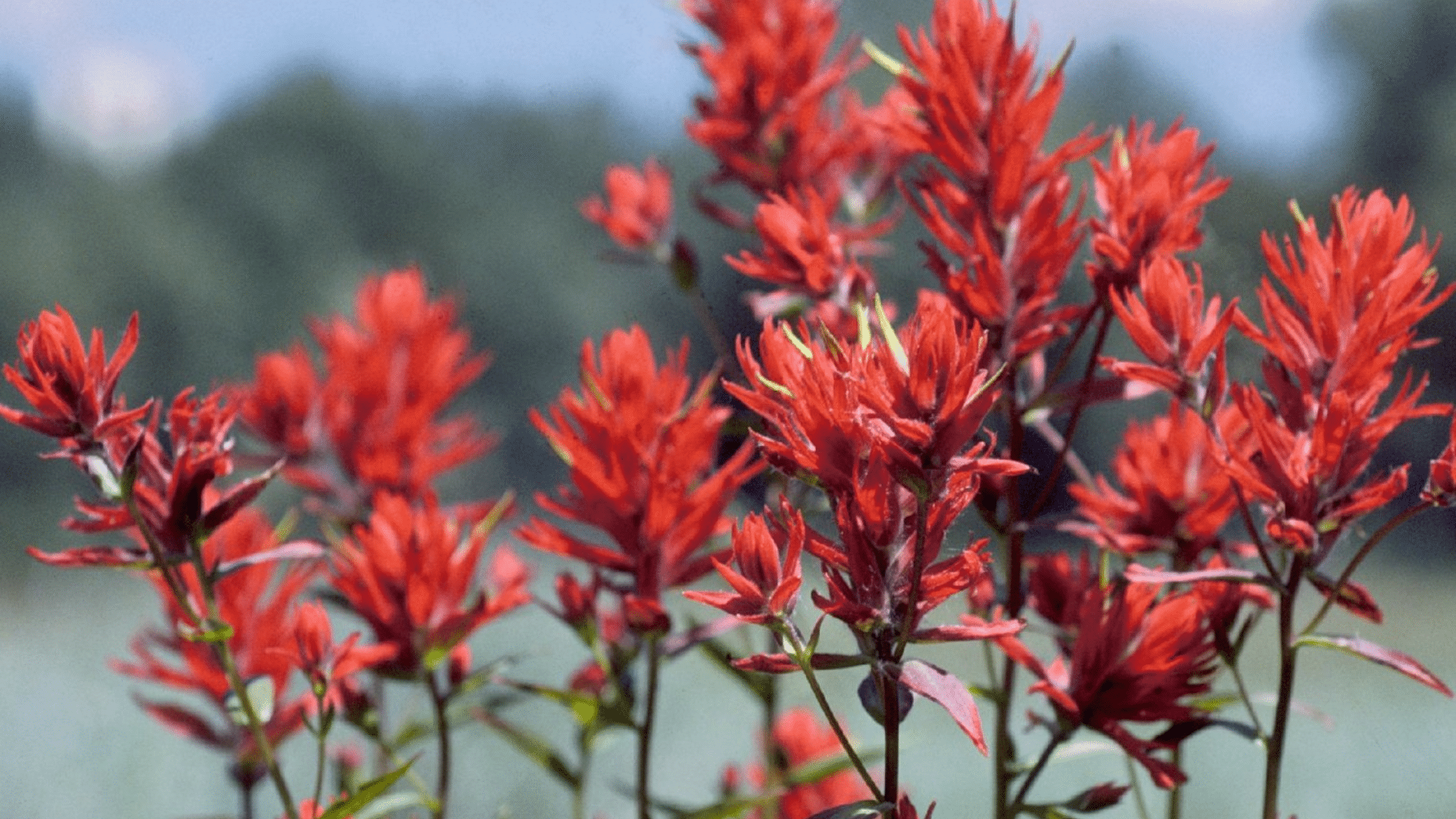 Indian_Paintbrush