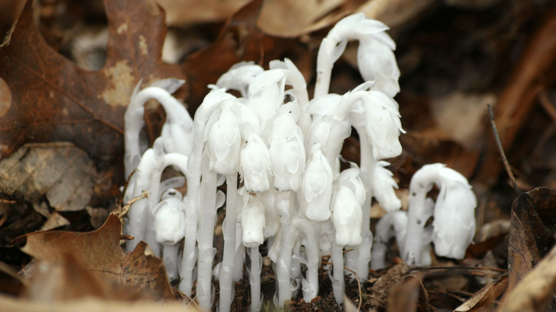 Indian_Pipe