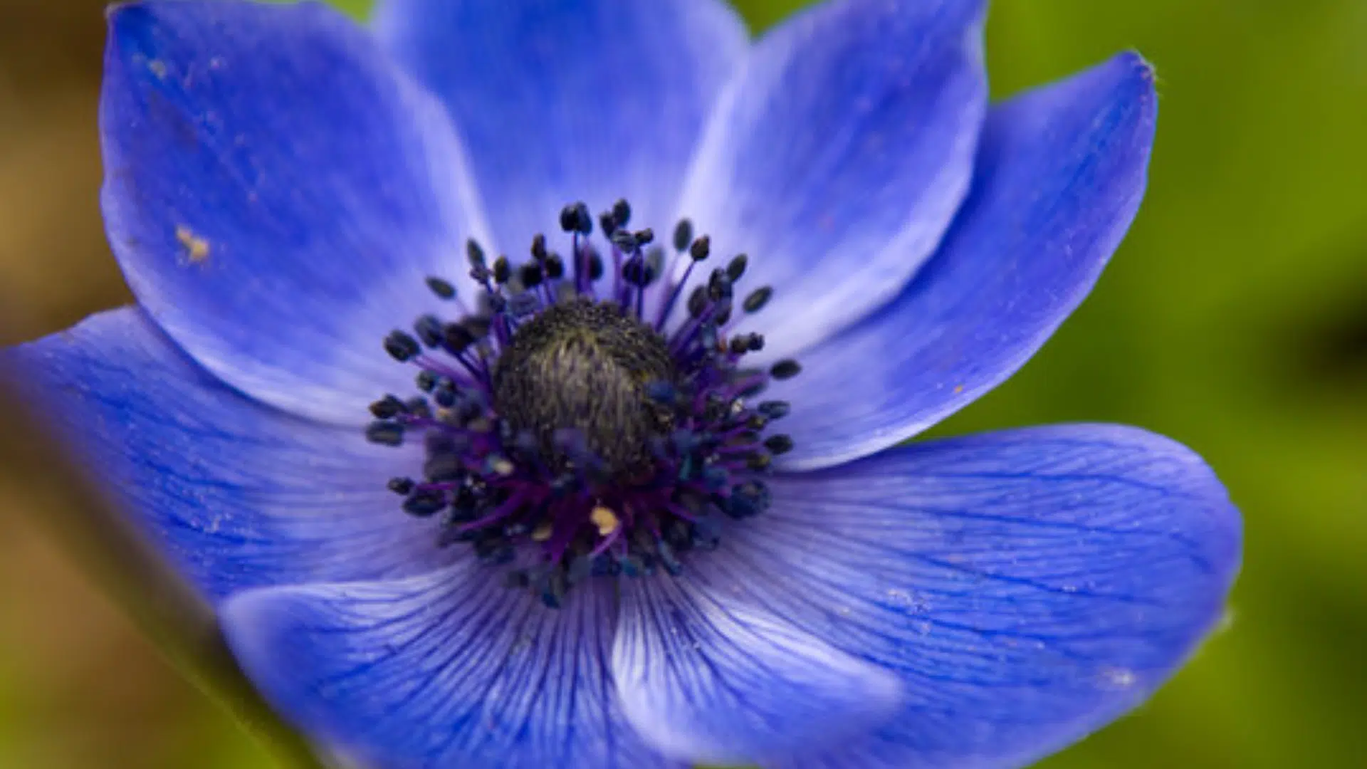 Indigo_Flower