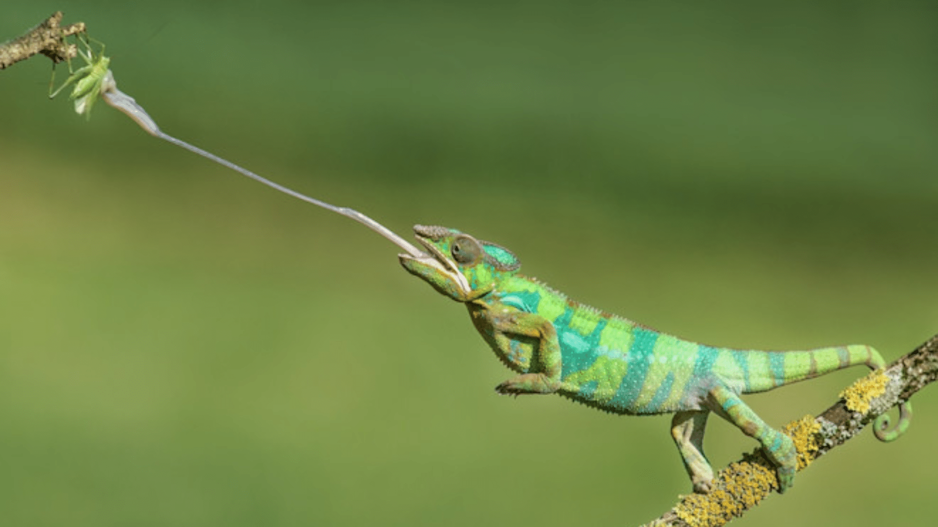 Interesting_Facts_About_Chameleons