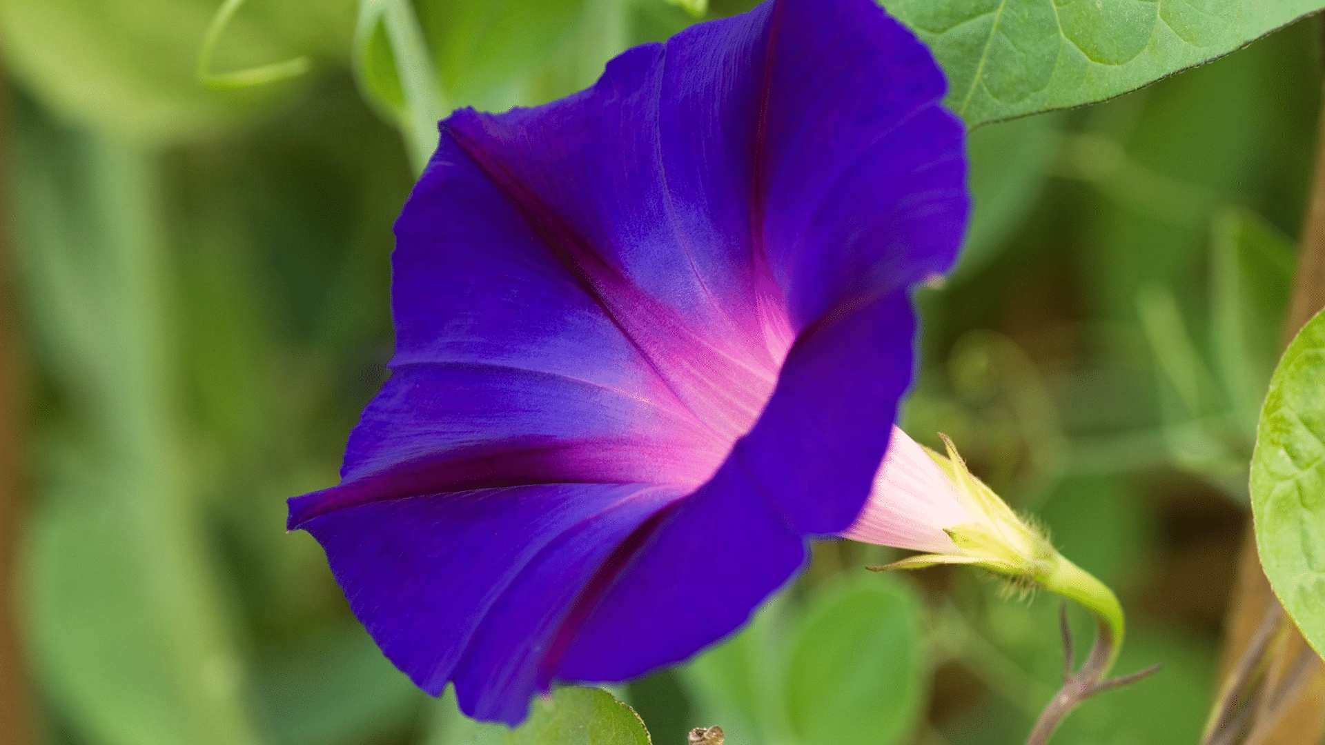 Ipomoea