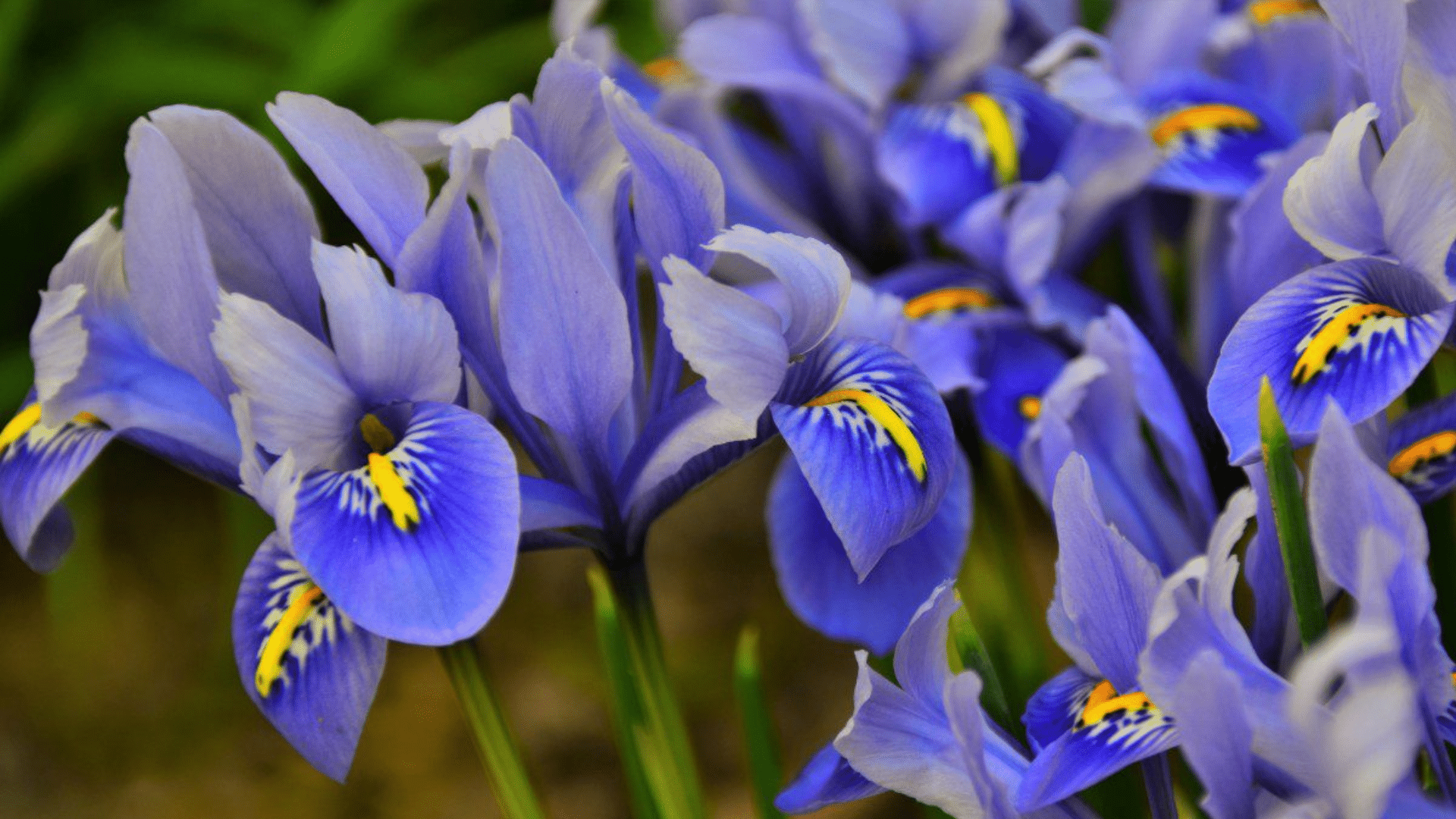 Iris
