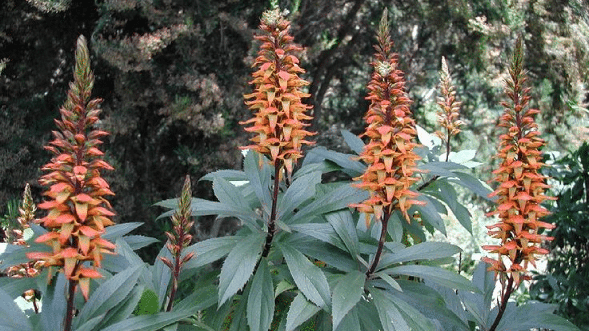 Island_Foxglove