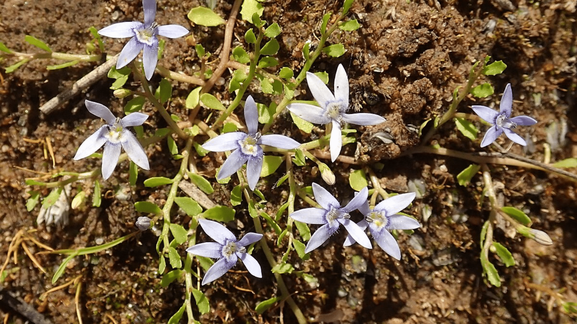 Isotoma