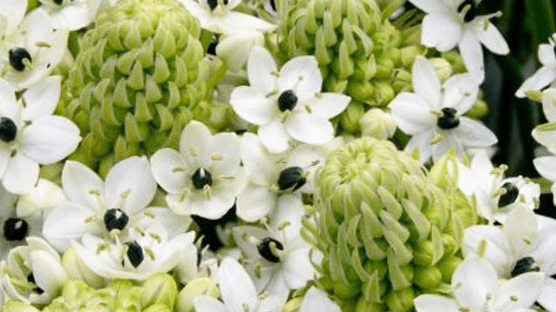 Ivory_Coast_Lily