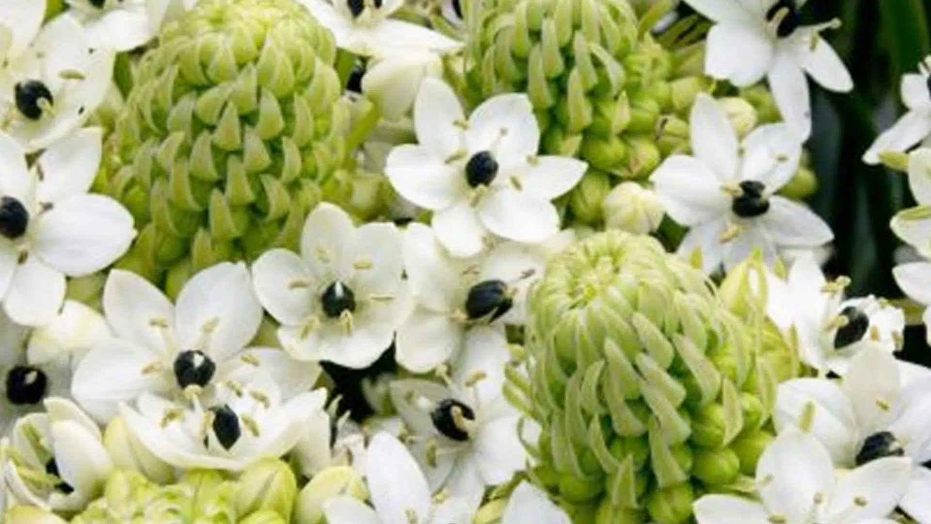 Ivory_Coast_Lily