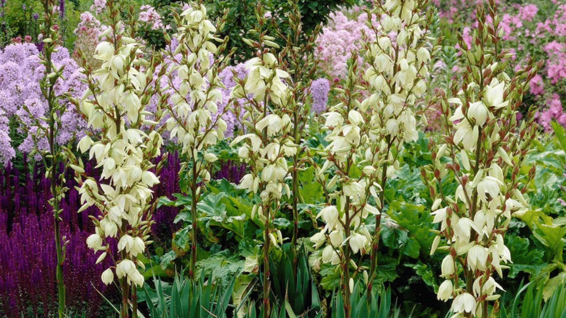 Ivory_Tower_Clematis