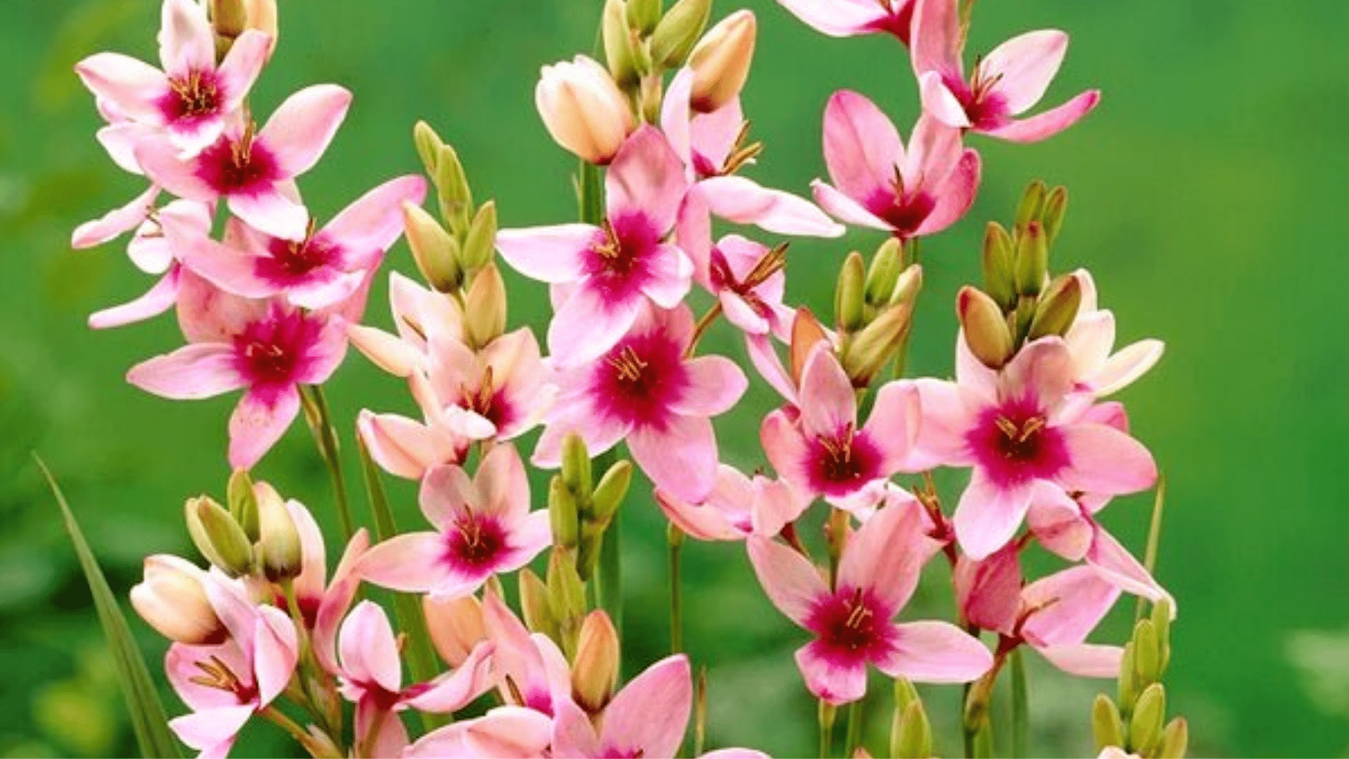 Ixia