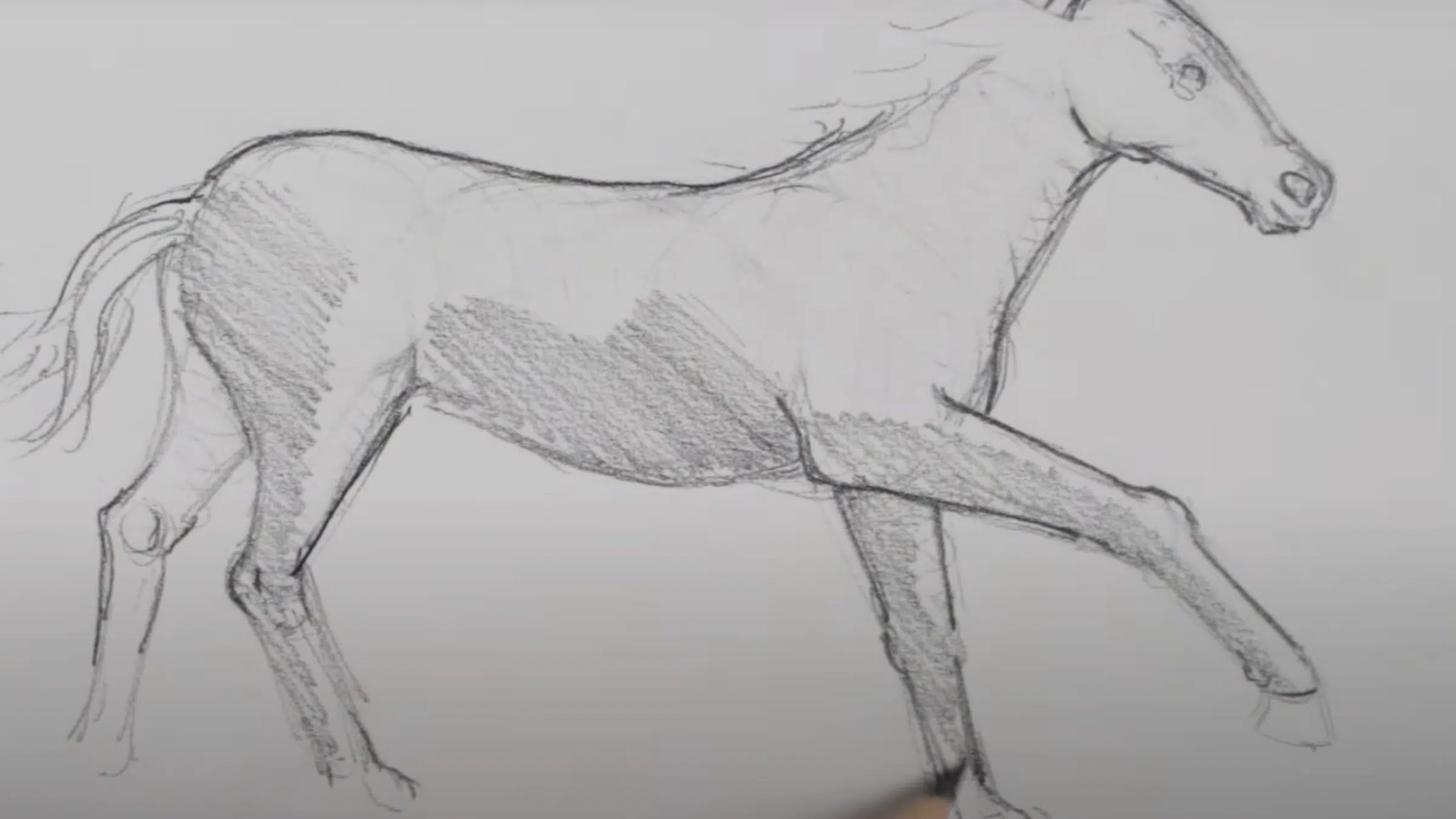 Outline the Front Legs