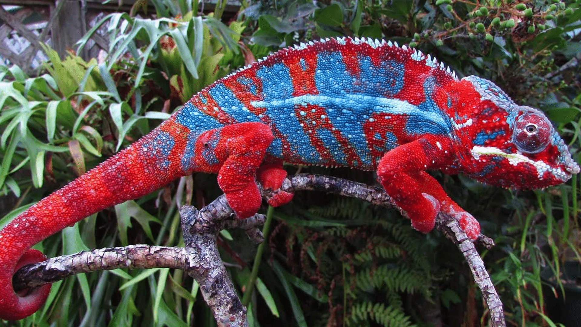 Red_Chameleon_Color