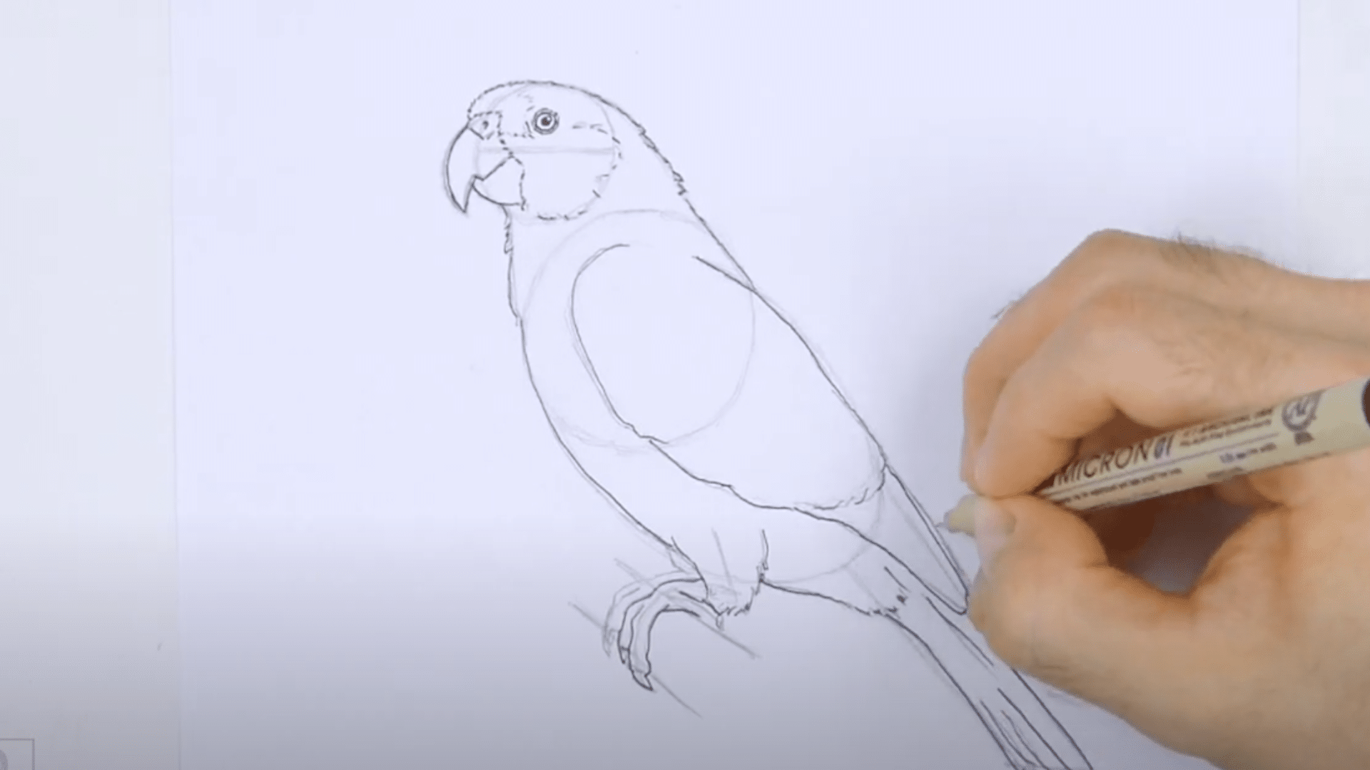 Refine_the_Parrots_Features
