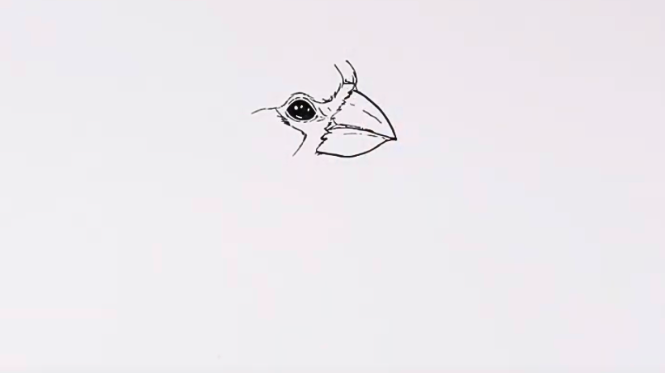 Shape_the_Beak_and_Its_Detail