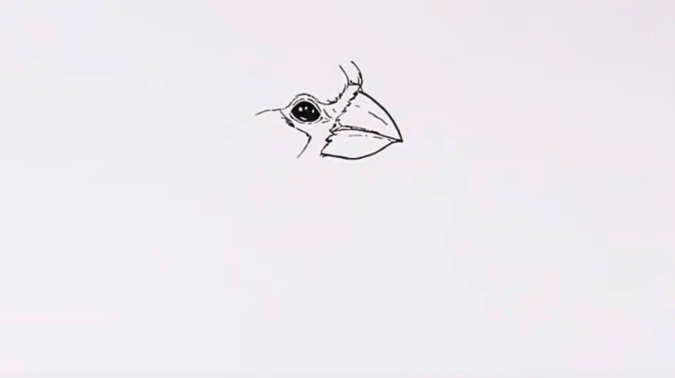 Shape_the_Beak_and_Its_Detail