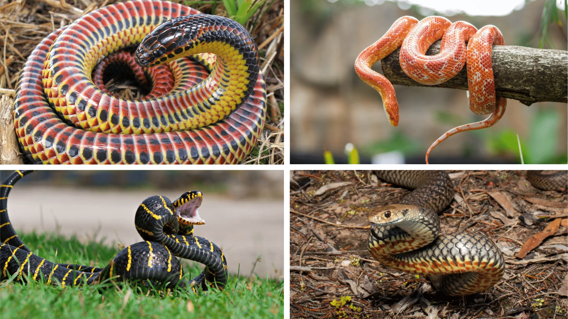Shocking_Snake_Facts_That_Challenge_Common_Beliefs