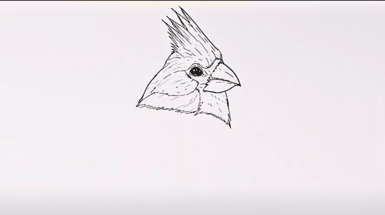 Sketch_the_Neck_and_Facial_Feathers