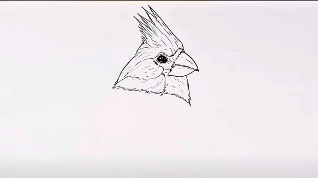 Sketch_the_Neck_and_Facial_Feathers