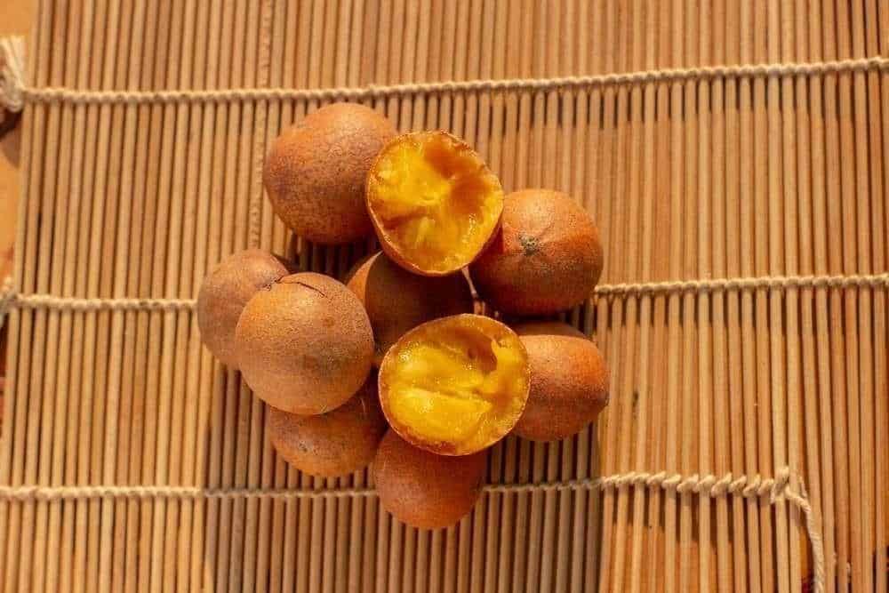 Uapaca_Kirkiana_Wild_Loquat