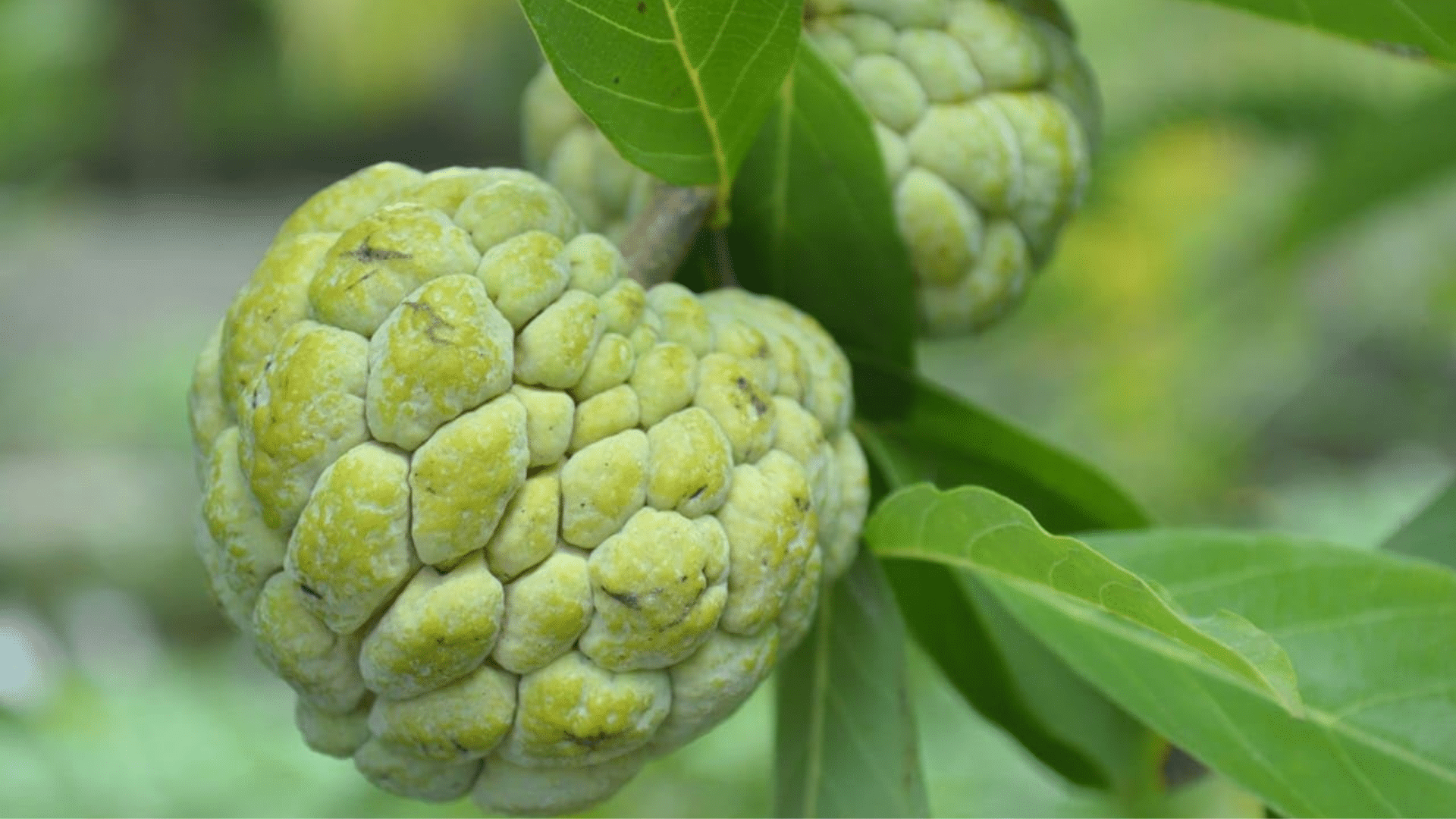 Ububese_Dwarf_Custard_Apple
