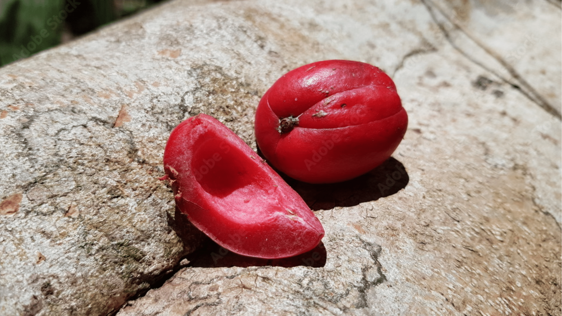 Ucuuba_Fruit