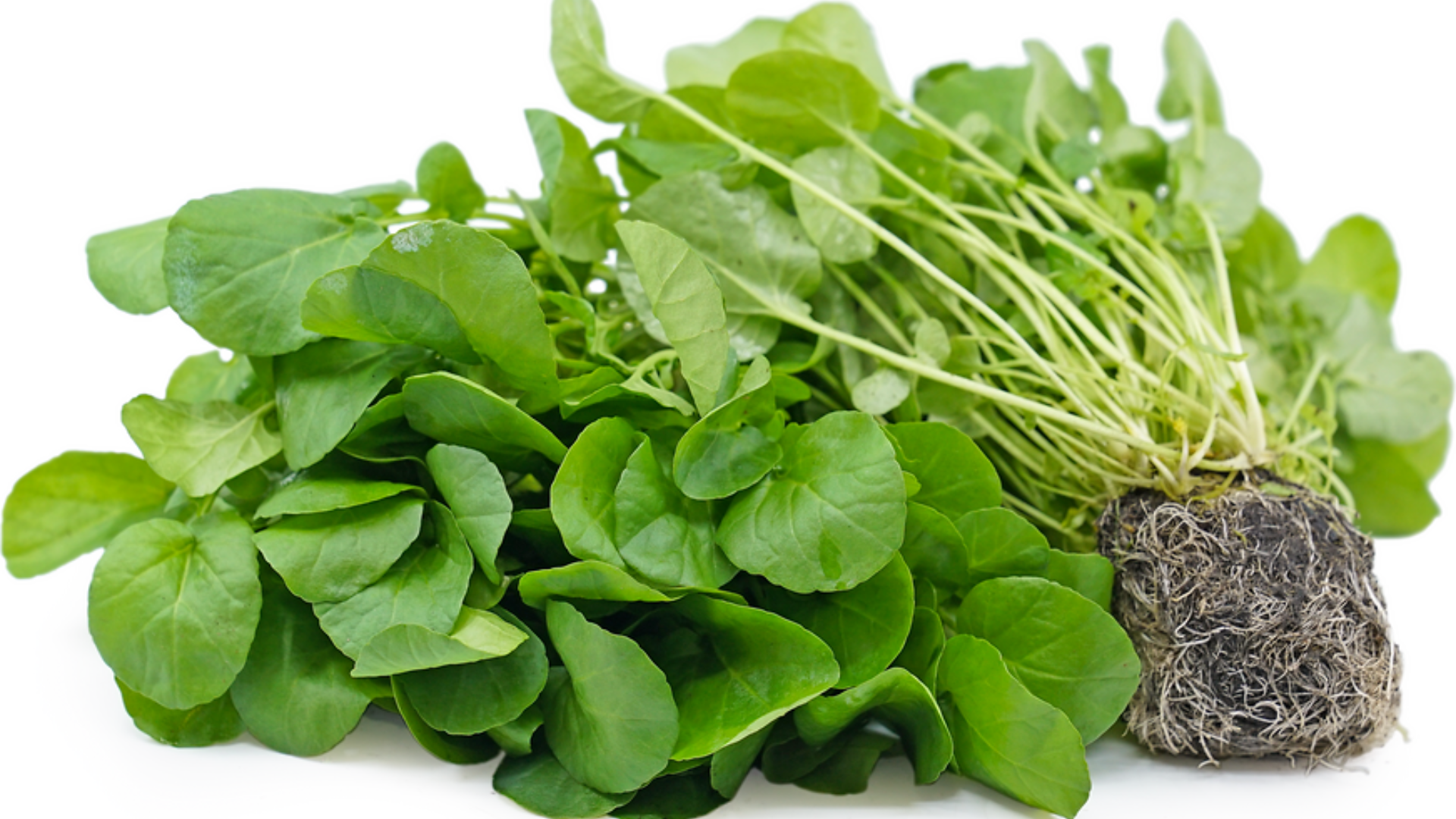 Upland_Cress_Fruit