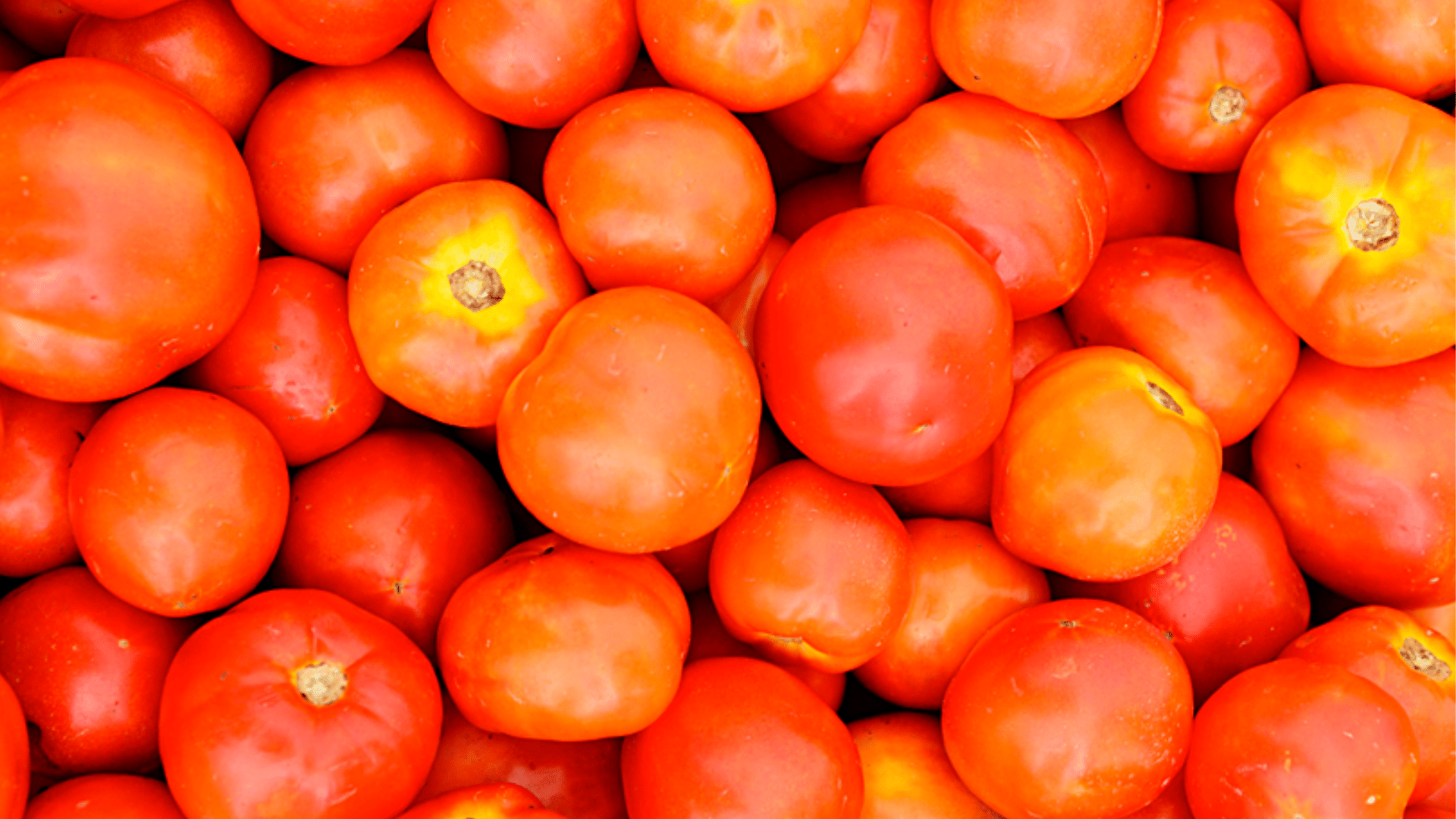 Upland_Tomato