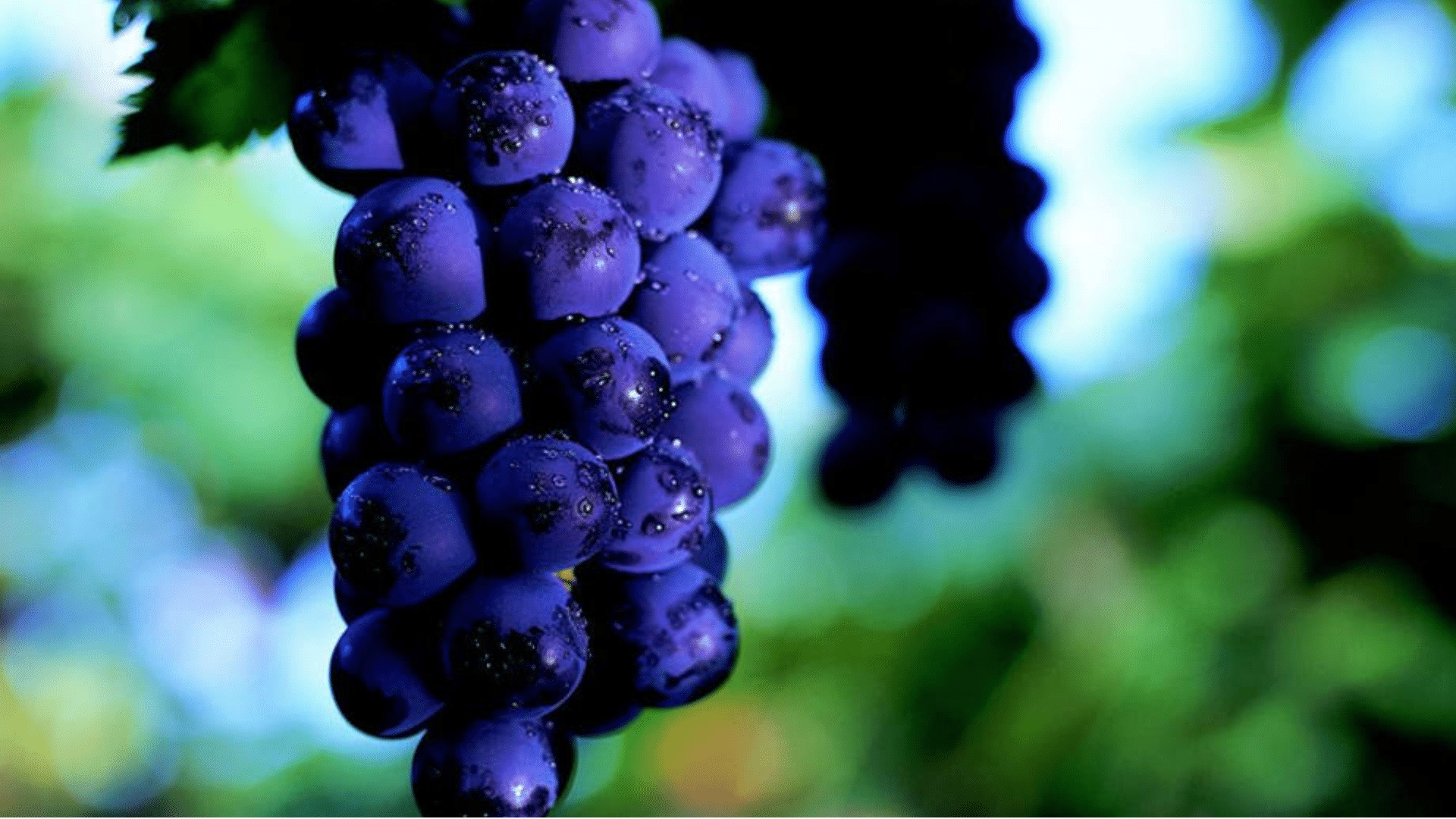 Uva_Grape_in_Spanish