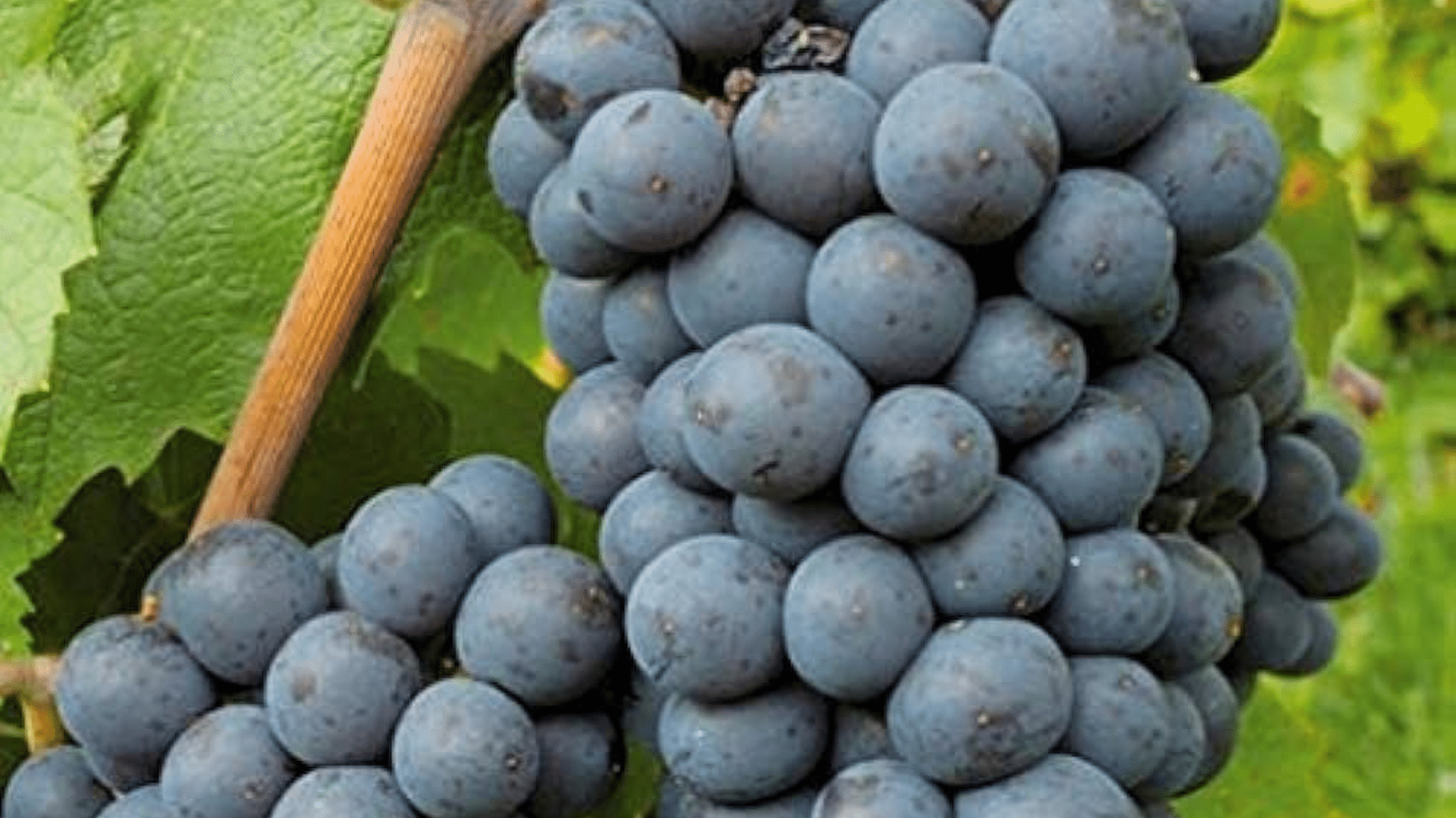 Uvalino_Grape