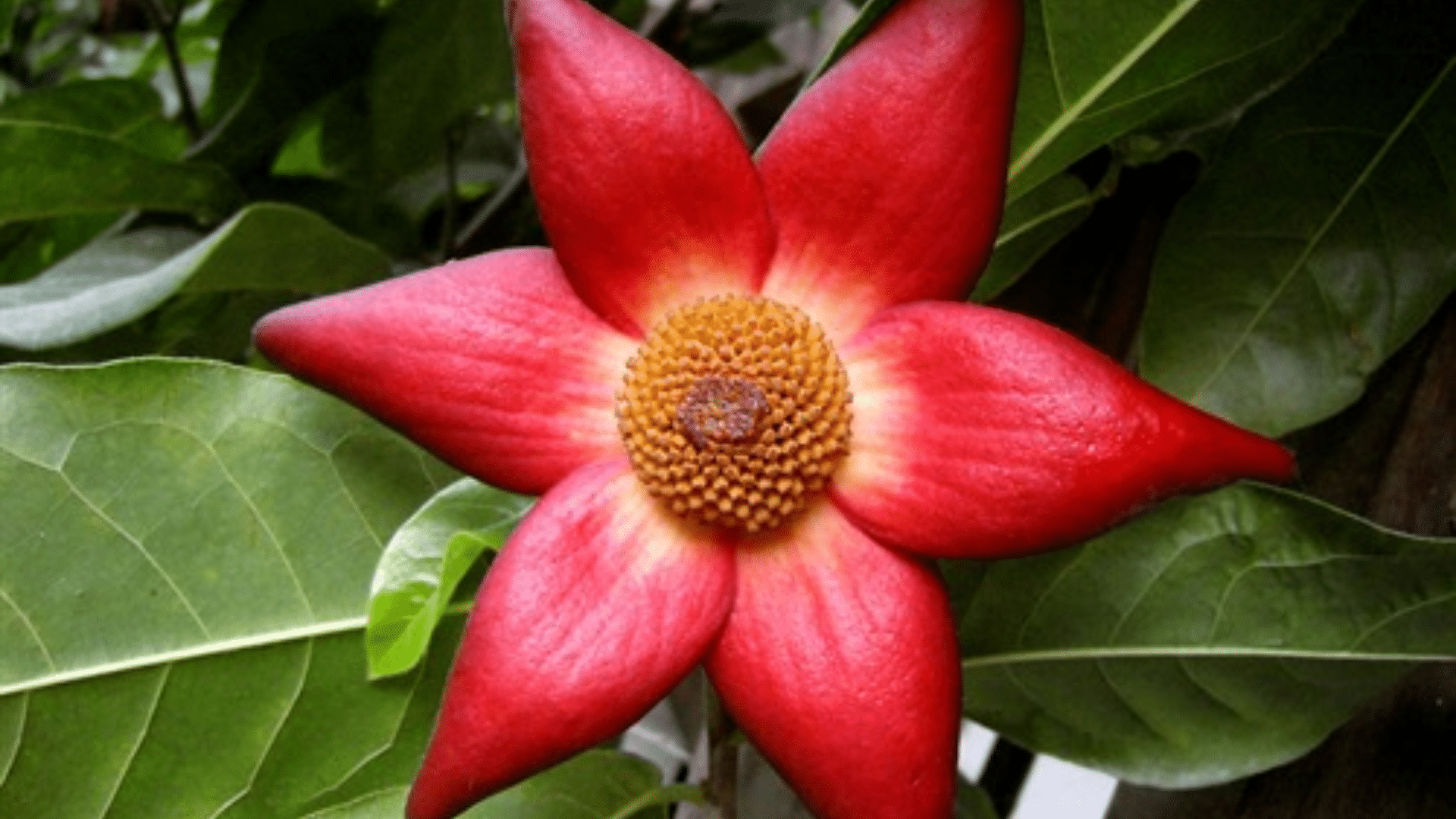 Uvaria_grandiflora