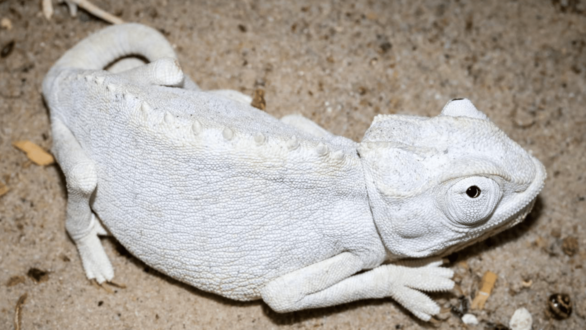 White_Pale_Chameleon_Color