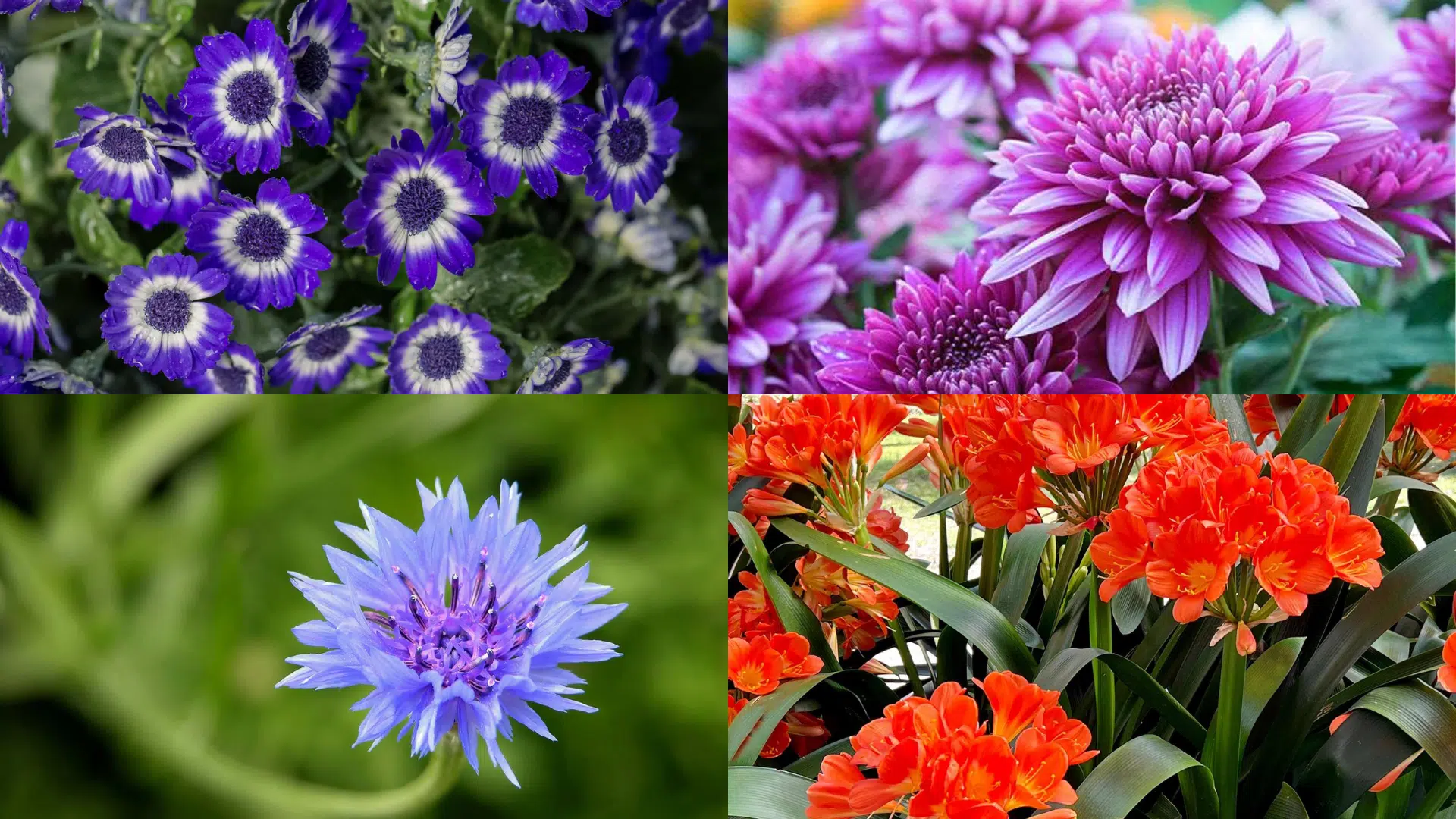 Winter_Wonders_Flowers_That_Start_with_C