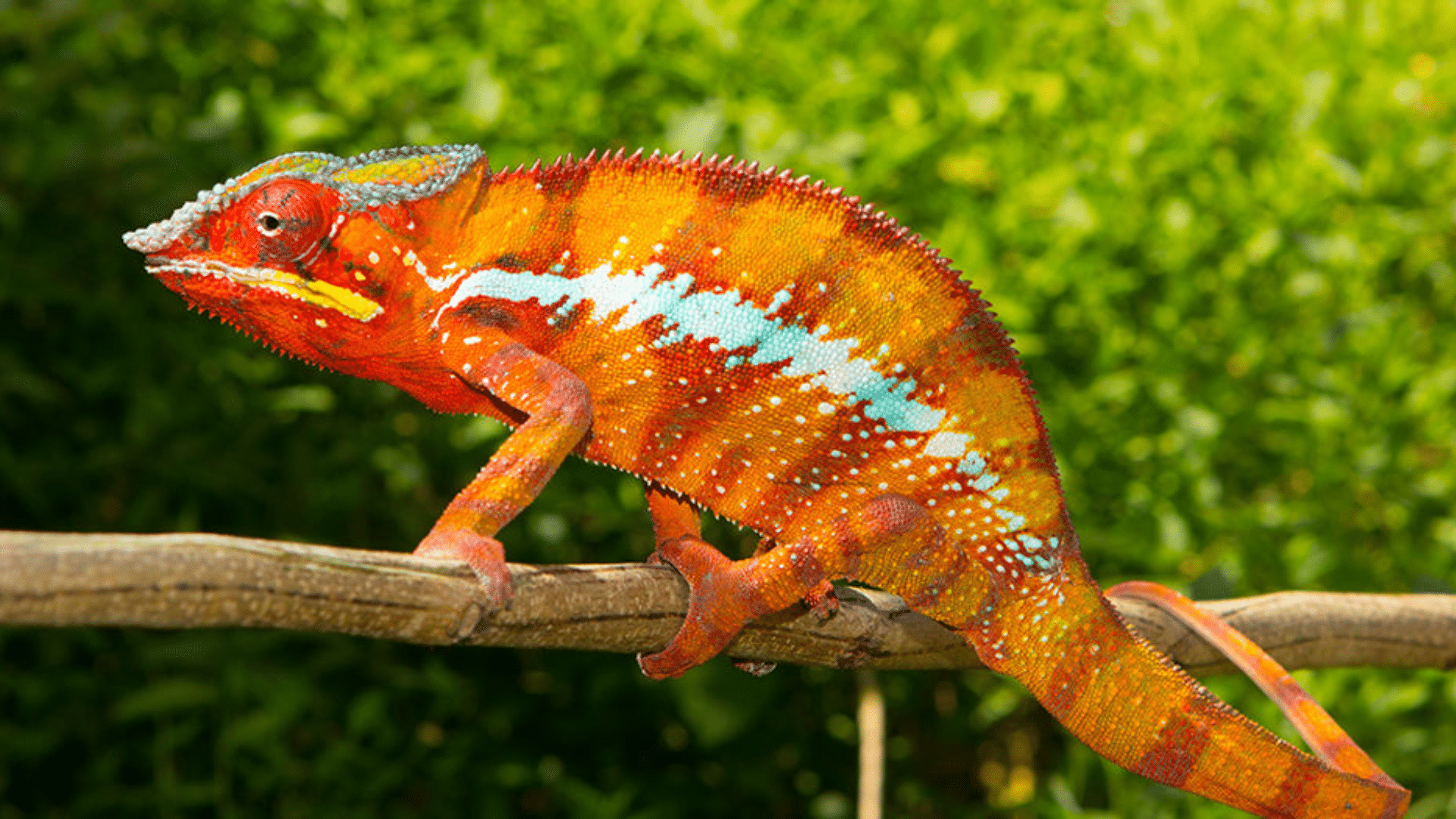 Yellow_Orange_Chameleon_Color