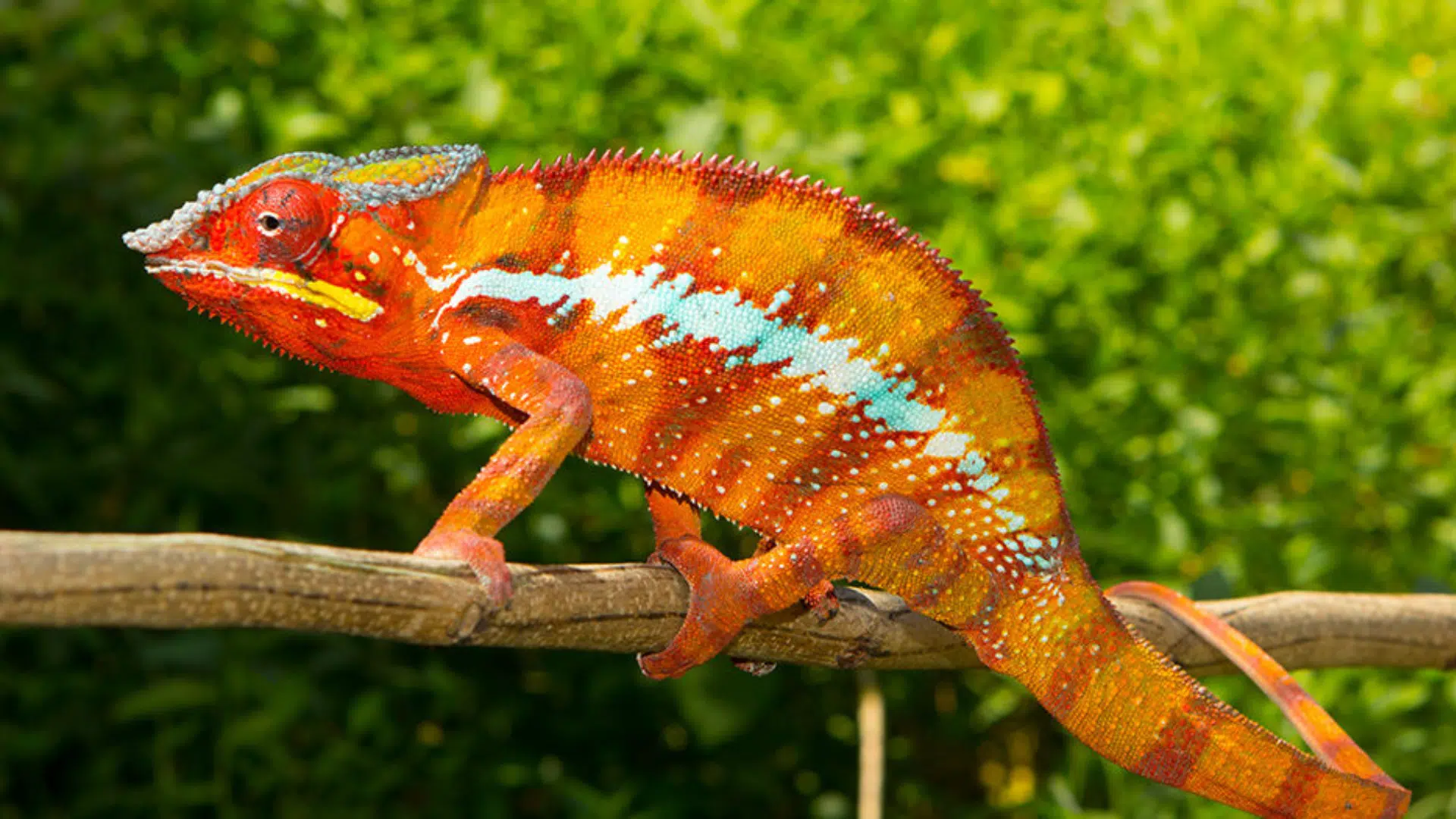 Yellow_Orange_Chameleon_Color