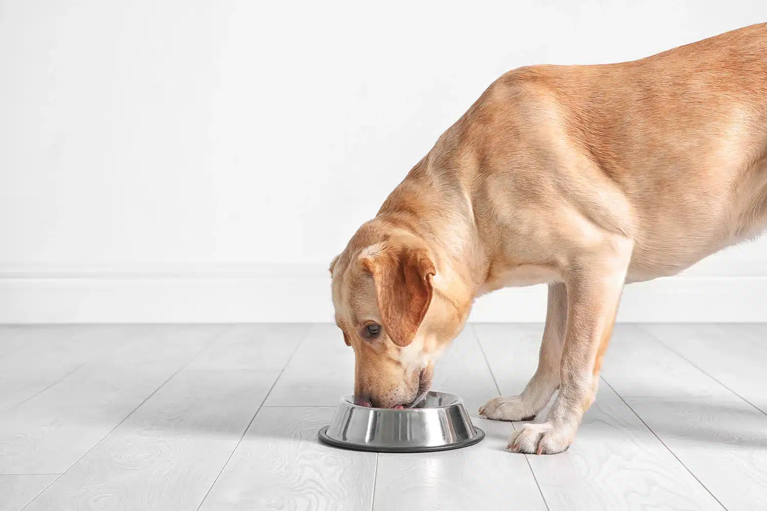 How to Improve a Dog’s Appetite How to Improve a Dog’s Appetite