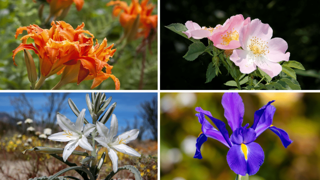 flowers that start with d