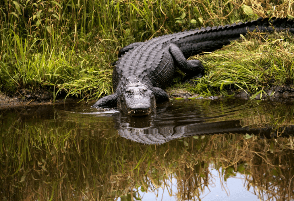 what color is an alligator