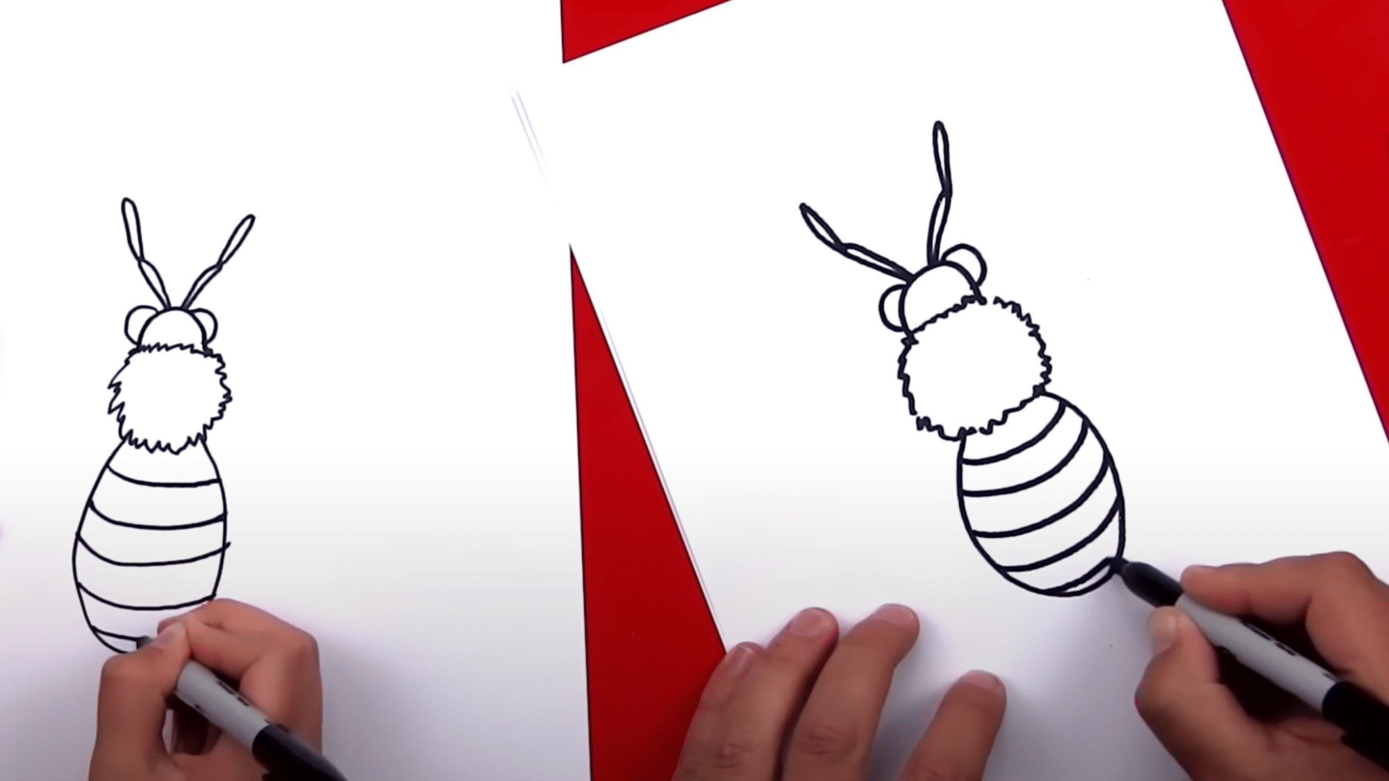 Draw the Thorax