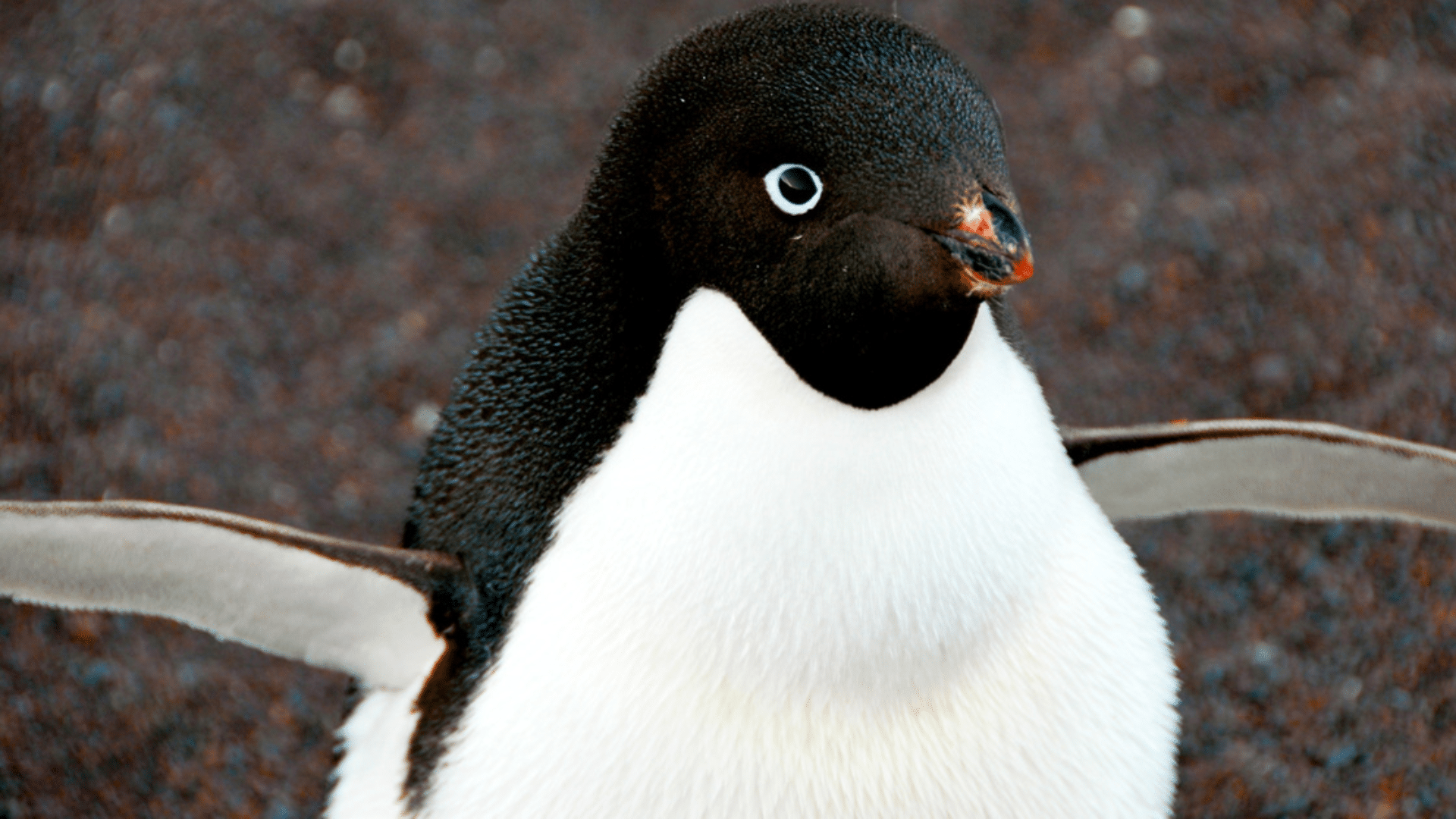 Adélie Penguin