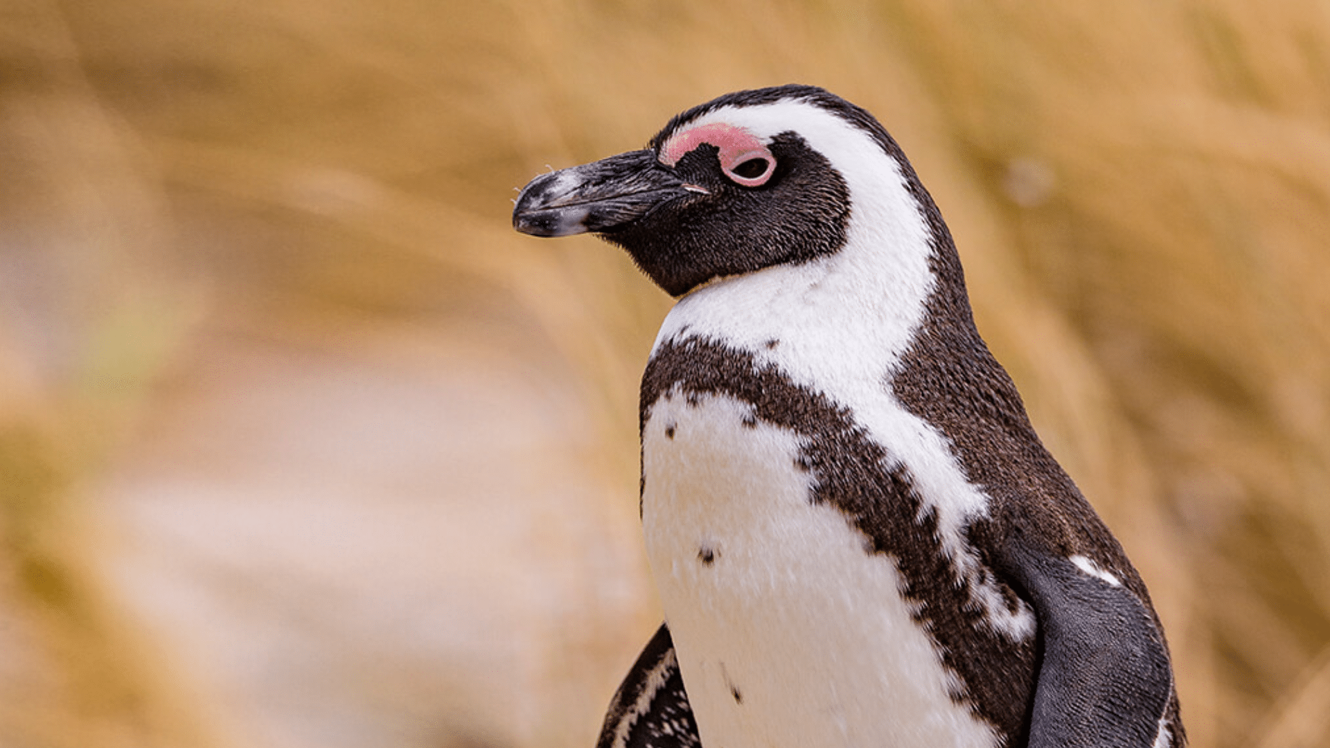 African Penguin