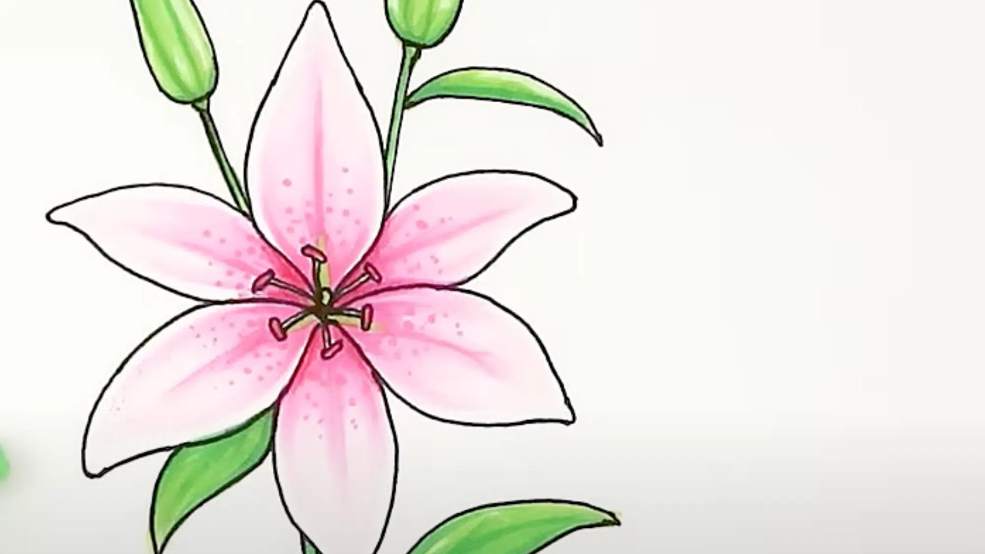 Bring_Your_Lily_to_Life_with_Color